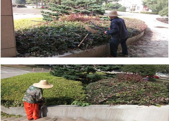 绿植修剪，，，，，，美化环境